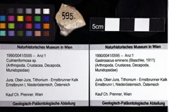 Foto (Objket + Etiketten) von Culmenformosa sp. 